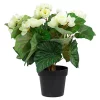 Coupon 🎁 Northlight 11" Cream Potted Silk Begonia Spring Artificial Floral Arrangement ⌛ 2 Coupon 🎁 Northlight 11" Cream Potted Silk Begonia Spring Artificial Floral Arrangement ⌛ -Outlet Northlight Store Belk 1171