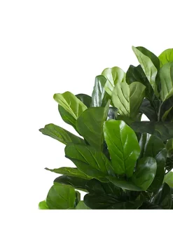 Buy 🌟 Northlight 6.25' Potted Two Tone Green Artificial Wide Fiddle Leaf Fig Tree 🎁 -Outlet Northlight Store Belk 1244