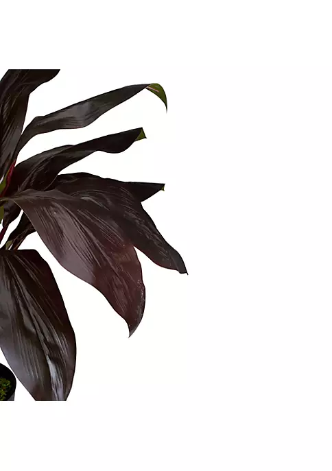 Best Pirce ✔️ Northlight 23" Red and Green Artificial Dracaena Potted Plant Home Decor 👍 5 Best Pirce ✔️ Northlight 23" Red and Green Artificial Dracaena Potted Plant Home Decor 👍 - Image 3