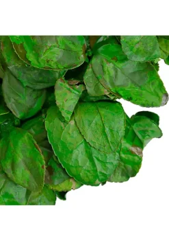 Discount ⌛ Northlight 20" Lush Green Preserved Leaf Spring Garden Wreath - Unlit 🔔 -Outlet Northlight Store Belk 1625