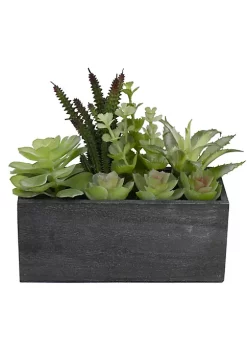 Buy ๐ฏ Northlight 10" Artificial Mixed Succulent Plants in a Rectangular Planter ๐ฏ 10 Buy ๐ฏ Northlight 10" Artificial Mixed Succulent Plants in a Rectangular Planter ๐ฏ -Outlet Northlight Store Belk 1723