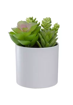 Top 10 😀 Northlight 5.5” Mixed Artificial Succulent Arrangement in a White Pot ✔️ -Outlet Northlight Store Belk 1868