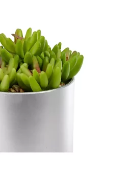 Top 10 ✨ Northlight 4.75" Potted Red and Green Artificial Sedum Succulent 💯 -Outlet Northlight Store Belk 1914