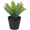 Top 10 ❤️ Northlight 7.5" Green Artificial Chinese Yew Plant in Black Pot 🔥 -Outlet Northlight Store Belk 1928