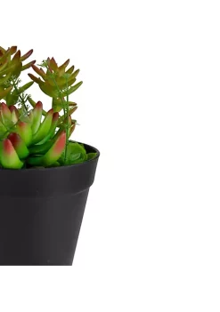 Cheap โจ Northlight 8" Green and Red Artificial Mixed Succulent Plant Arrangement ๐งจ 9 Cheap โจ Northlight 8" Green and Red Artificial Mixed Succulent Plant Arrangement ๐งจ -Outlet Northlight Store Belk 764