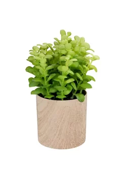 Top 10 😀 Northlight 10" Green Artificial Privet Plant in Faux Wood Pot 🥰 -Outlet Northlight Store Belk 781
