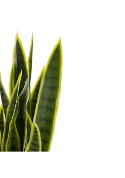Deals 🔔 Northlight 29" Artificial Potted Green Striped Leaf Dracaena Snake Plant 👏 9 Deals 🔔 Northlight 29" Artificial Potted Green Striped Leaf Dracaena Snake Plant 👏 -Outlet Northlight Store Belk 853