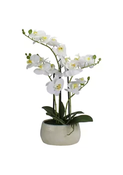 New ❤️ Northlight 22" Artificial White and Yellow Orchid Plant With a White Oval Pot Tabletop Decor ⭐ -Outlet Northlight Store Belk 896